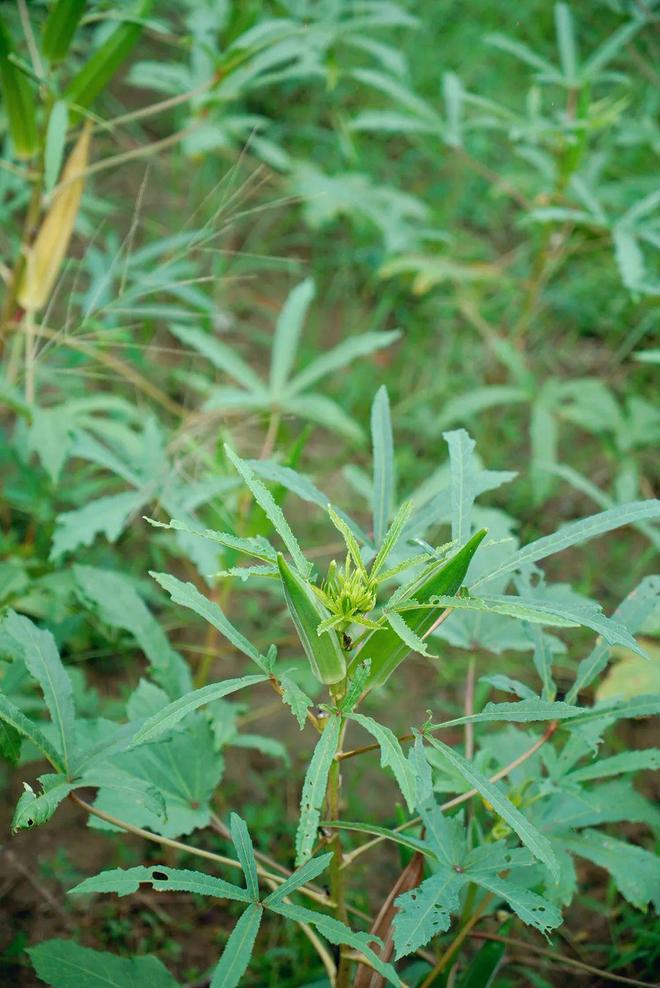 崇州「村咖指南」续AG真人娱乐网址(图17) 崇州「村咖指南」续AG真人娱乐网址(图17)