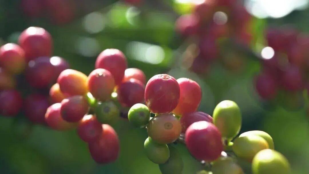 南咖啡何以代表中国AG真人云关注丨云(图3)