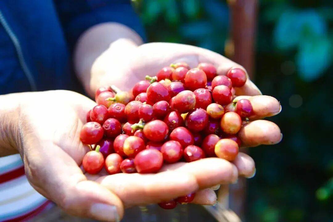 南咖啡何以代表中国AG真人云关注丨云(图4)